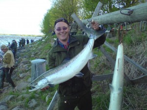 sin vackra lax i fiskereportage historien om ronnysviken i fisketidning fiskemagasinet.se