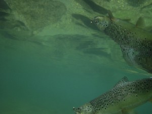 det är den öringen som syns på undervattensbilden i fiskereportage tjegelva dans smultronställe i fisketidning