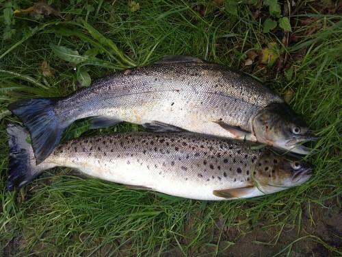 2 lovliga öringar i rickard tog en trippel i stensån i fisketidningen