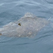 team poseidon i söröya - 2011 med en flundra som tog på giant jighead i fisketidningen