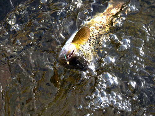 en vacker öring i lycka och vemod på fisketidningen