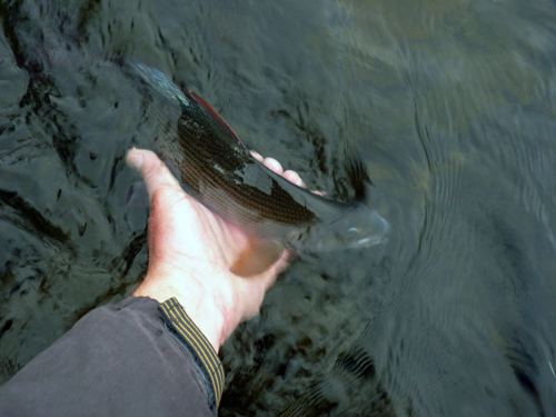 en vacker harr kring dryga 35cm i lycka och vemod på fisketidningen