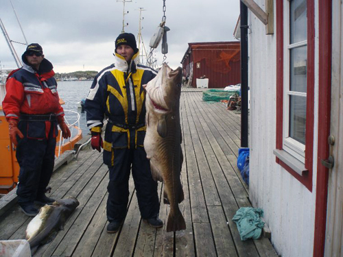 torsk på över 30 kg i söröya - 2009 i fisketidning fiskemagasinet.se