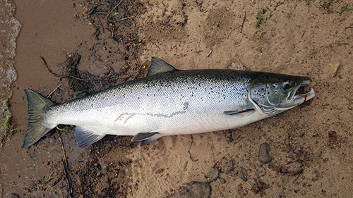 Sport fishing for salmon in the Swedish Baltic rivers is a turnover 18 kg