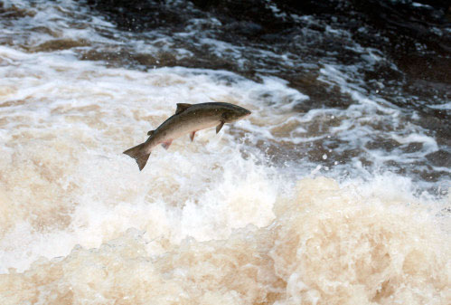 Jumping salmon in Örekilsälven, Brålandsfallet Munkedal. Photos: Ingemar Pettersson, Azote / Sea- and Water Authority.