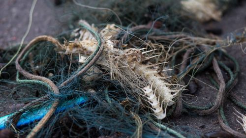 Ghost nets mean lost fishing nets and trawls that continue to fish without anyone taking care of the catch.. Photos: Keep Sweden Clean