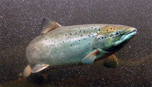 Picture of salmon in Vindelälven